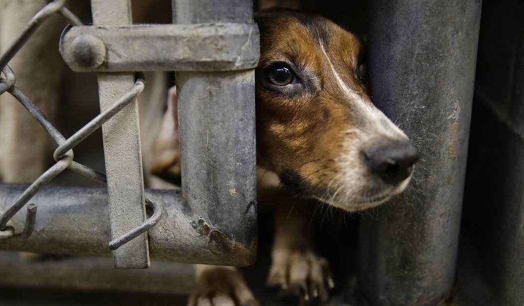 Trump Purges Painful Pet Experiments
