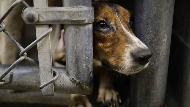 Trump Purges Painful Pet Experiments