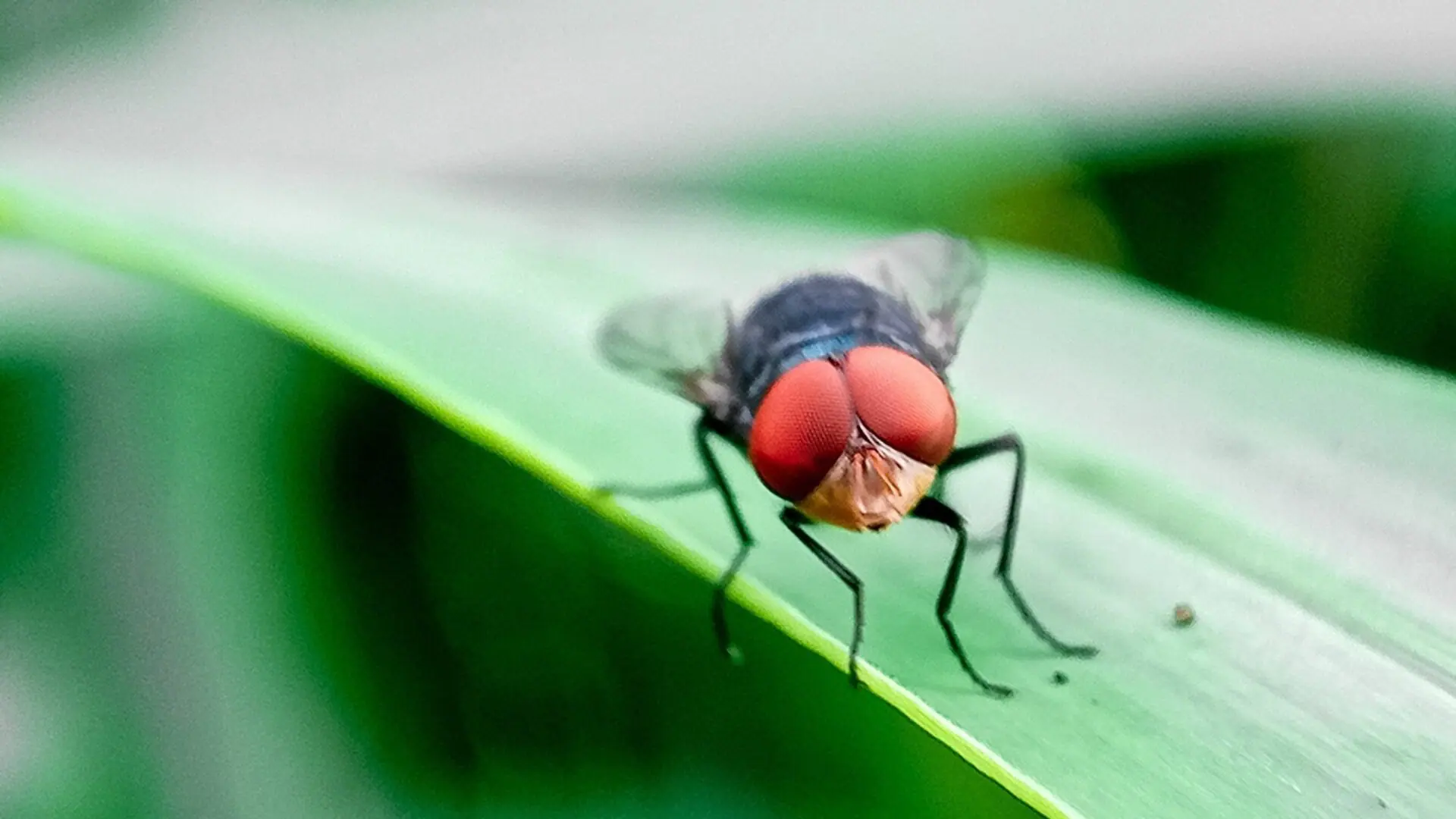 NextImg:The Flesh-Eating Screwworm Will Enrich America