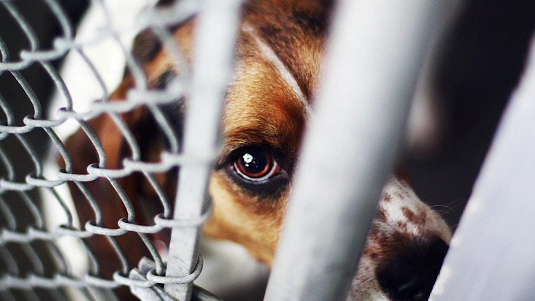 NextImg:Make Protecting Animals Great Again