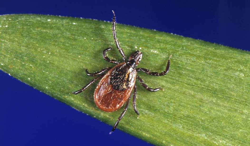 NextImg:Weaponizing Ticks: Academics Propose Meat Allergy to Fight Climate Change