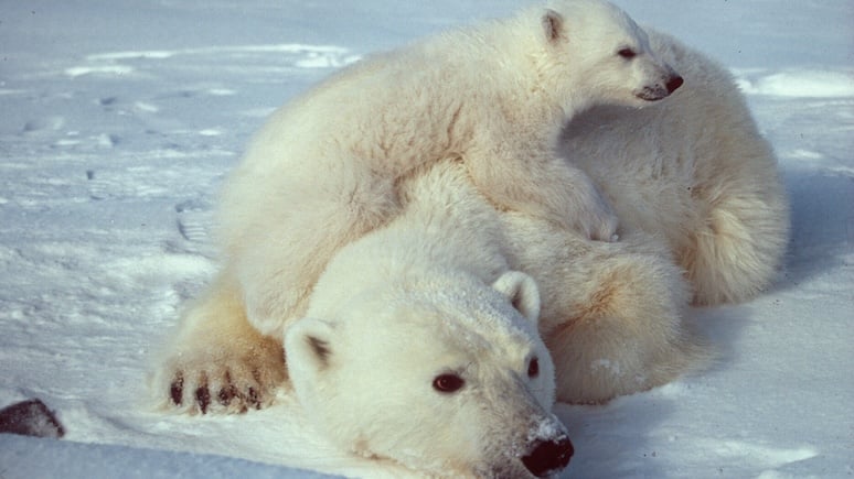 Polar Bears Beat Global Warming