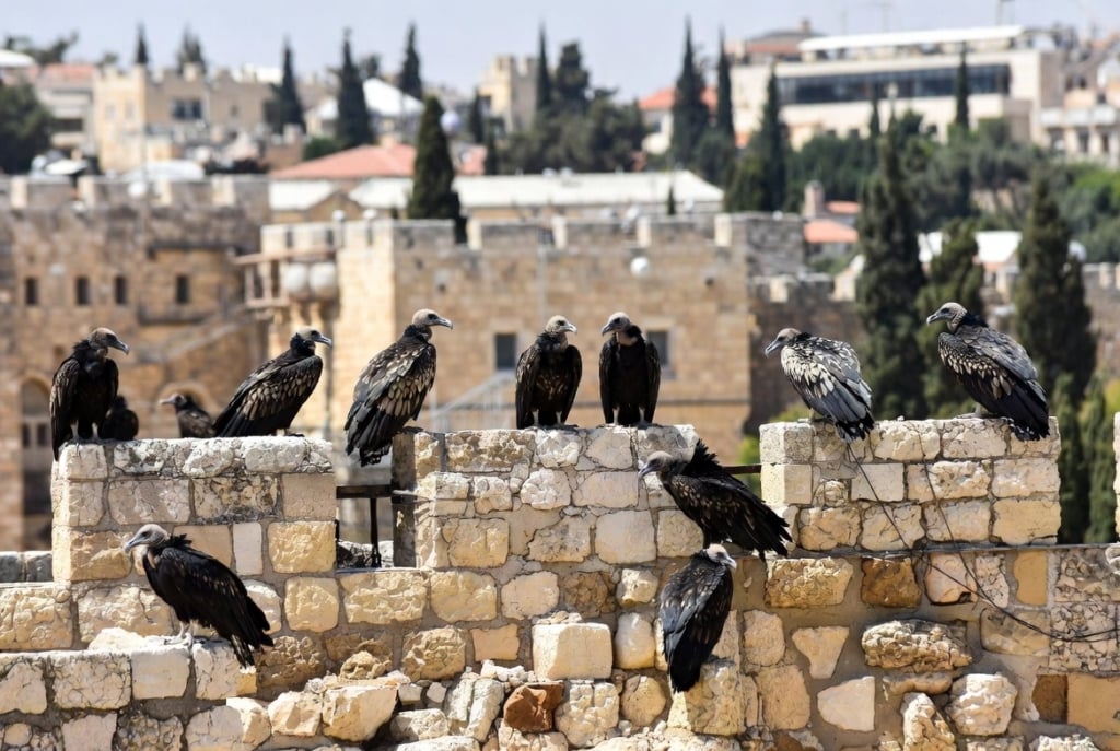 Two Failed Israeli PMs Who Brought On Oct 7 Team Up